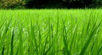 Less water-consuming paddy on Punjab varsity anvil